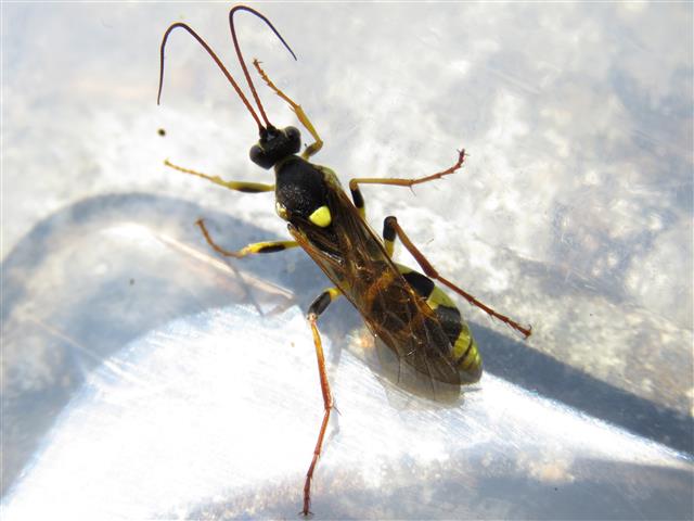 Ichneumonidae:  Amblyteles armatorius, femmina